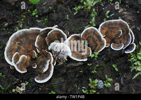 Bjerkandera adusta , known as the Smoky bracket fungus Stock Photo