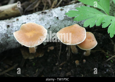 Psathyrella candolleana, known as pale brittlestem mushroom or common psathyrella Stock Photo