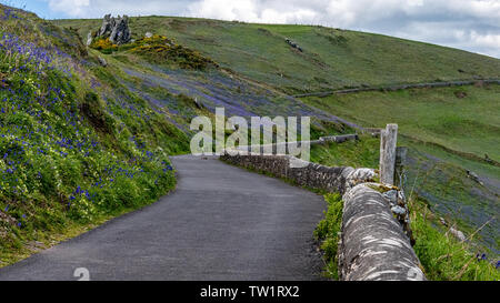 South West Coastal Path, Start Point, Bluebells in Spring, Devon Stock Photo