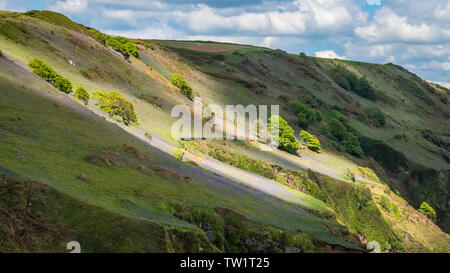 South Devon Coastline with Flowers, Cliffs and Dappled Sunshine Stock Photo