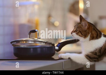 Cute funny cat and frying pan with tasty food in kitchen Stock Photo