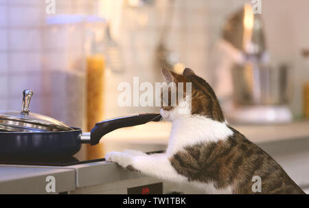 Cute funny cat and frying pan with tasty food in kitchen Stock Photo