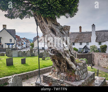Ancient Yew Tree in St Dubricius Churchyard, Porlock, Exmoor Stock Photo