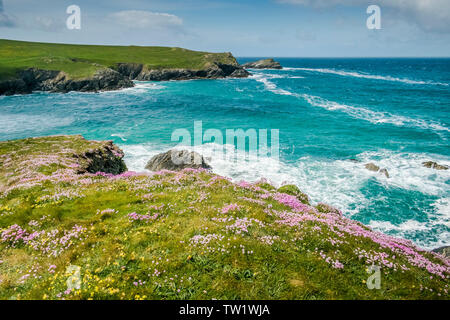 Sea Thrift Armeria maritima growing on the wild rugged coast at Polly Porth Joke in Newquay in Cornwall. Stock Photo