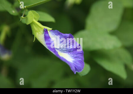 Close up of a Bunga Telang (Clitoria ternatea) Stock Photo