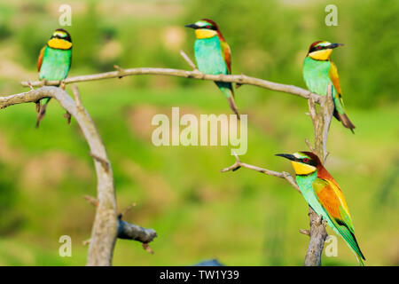 flock of colorful birds of paradise perched on dry branches Stock Photo