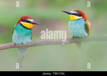 pair of beautiful bee-eaters sitting on a branch on a green background Stock Photo