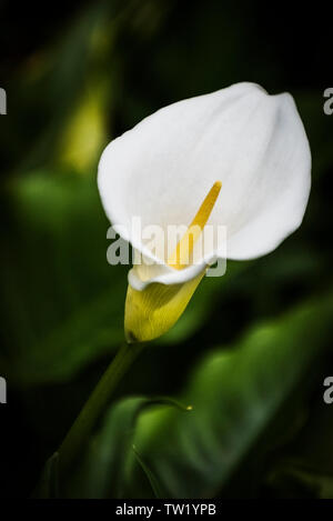 Zantedeschia aethiopica Calla lilly Arum lilly Stock Photo