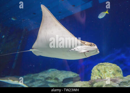 Large electric ramp with a long sharp tail and several small black and white fish floating in the depth of the aquarium Stock Photo