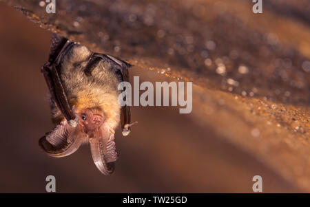 Close up picture of small Brown long-eared bat Plecotus auritus hanging upside down in dark cave resembling similar gray Plecotus austriacus. Wildlife Stock Photo