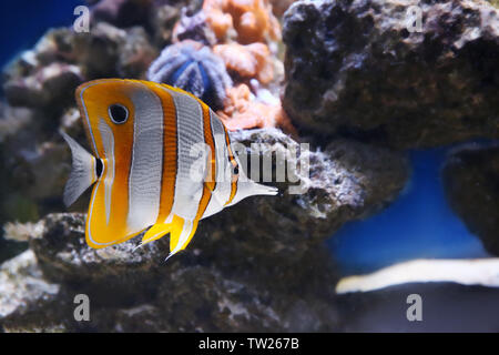 Exotic coral fish in aquarium Stock Photo