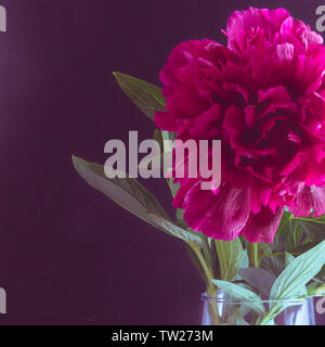 Close up burgundy peony in a glass vase on a black background. Toned photo Stock Photo