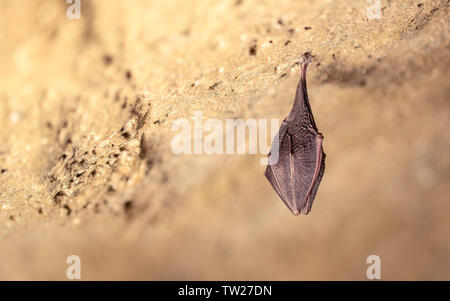 Close up small sleeping horseshoe bat covered by wings, hanging upside down on top of cold natural rock cave while hibernating. Creative wildlife