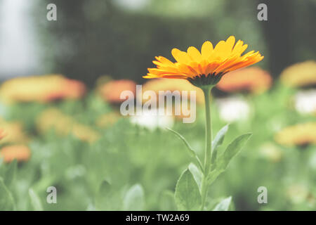 One single flower with vibrant orange petals stands out from a faded background of others - eye level side view, close-up, selective focus, landscape