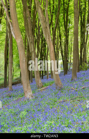 Bluebell Woods at Prior's Wood, North Somerset, England, UK Stock Photo