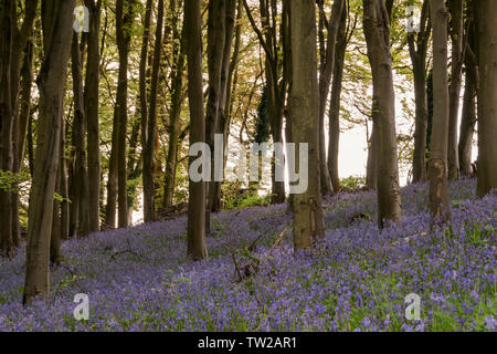 Bluebell Woods at Prior's Wood, North Somerset, England, UK Stock Photo