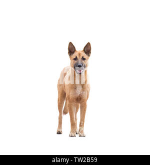 Dog brown breed asia looking,isolated on background Stock Photo