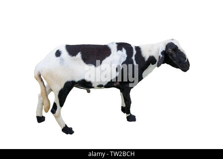 Young sheep black white,isolated on background Stock Photo