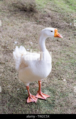 Big soft white goose looking sideway Stock Photo