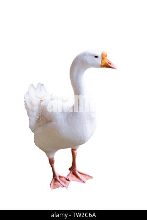 Big white goose looking sideway,isolated on background Stock Photo