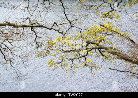 New leaves and buds on branches on lakeside in early spring Stock Photo