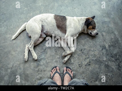 Dog white pet sleeping on the cement floor Stock Photo