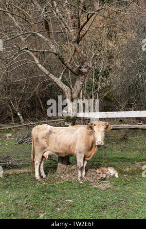 A brown cow and a small calf graze in the meadow in spring. Selective focus. Stock Photo