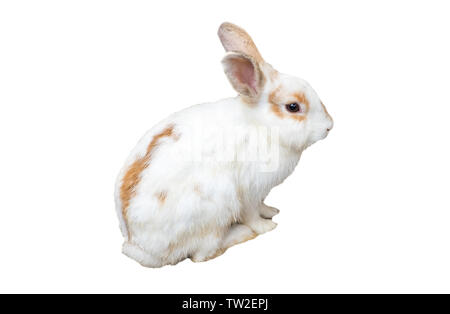 Baby rabbit white brown,isolated on background Stock Photo