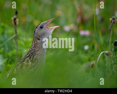 Corncrake (Crex crex) calling, RSPB Balranald, North Uist, Outer Hebrides, Scotland Stock Photo