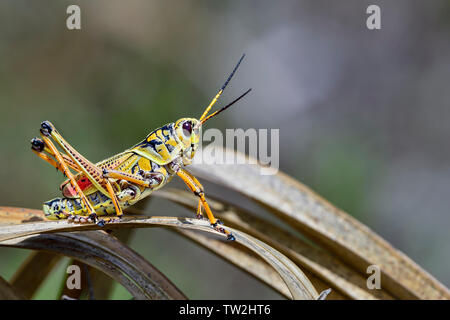 Beautiful Eastern lubber grasshopper is ready to escape from the scene. Stock Photo