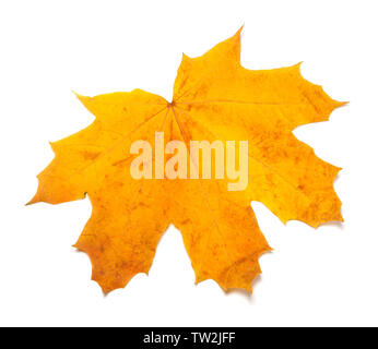 Autumn yellow maple leaf isolated on white background. Close-up view. Stock Photo