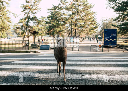 Nara, Japan - December 23, 2018. More than 1,200 wild sika deer freely roaming around in the Nara Park. Here a deer is seen in a pedestrian crossing. (Photo credit: Gonzales Photo - Thomas Neukum). Stock Photo