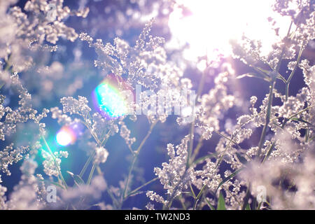 Sunbeams in graceful field grass and plants at sunset, blurred defocused background Stock Photo