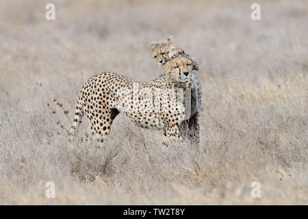 Cheetah mother and cub playing together (Acinonyx jubatus), Ndutu, Tanzania Stock Photo