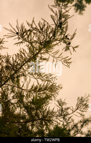 Outdoor silhouetted pine needle stem branch foliage with sky texture in background. Yellowish hue behind pine tree outside - evening night time, or mo Stock Photo