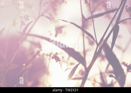 Graceful field flowers and grass against evening sun glare, blurred defocused, toning Stock Photo