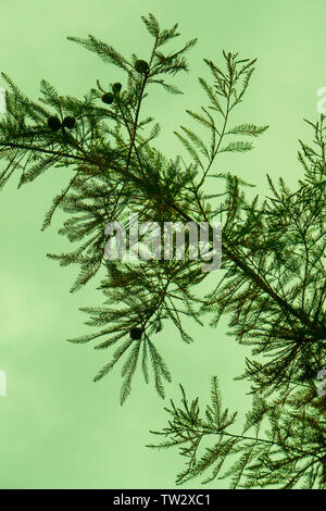 Outdoor silhouetted pine needle stem branch foliage with sky texture in background. Greenish hue behind pine tree outside - evening night time, or mor Stock Photo