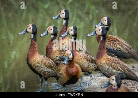 Small group of White faced Whistling-Duck in lakeside in Kruger National park, South Africa ; Specie Dendrocygna viduata family of Anatidae Stock Photo