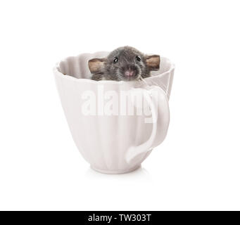 Cute funny rat in cup on white background Stock Photo