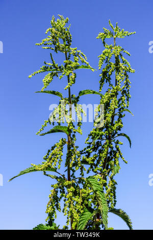 Two Urtica dioica Stinging nettle against blue sky Urtica dioica female Stock Photo