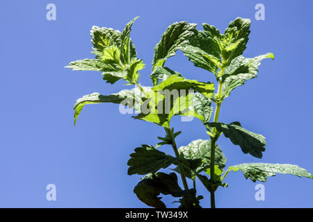 Melissa officinalis, Lemon balm leaves, Mint against a blue sky Stock Photo