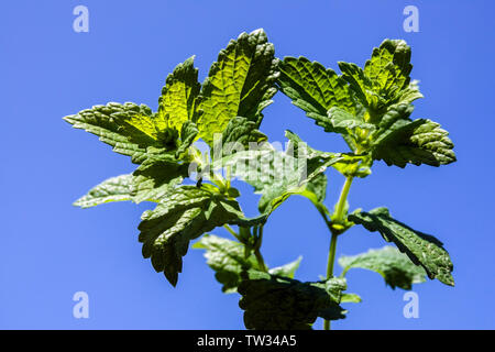Melissa officinalis, Lemon balm plant, Mint against a blue sky Stock Photo