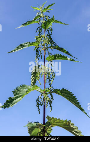 Stinging nettle leaves, blooming plant against blue sky,  Urtica dioica Stock Photo