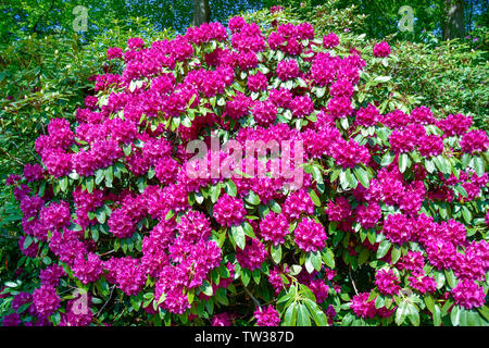 taxus nana Taxus cuspidata 'Nana' (Dwarf Japanese Yew)  Green Thumb Nurseries