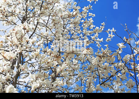 Blooming magnolia tree on sky background Stock Photo - Alamy