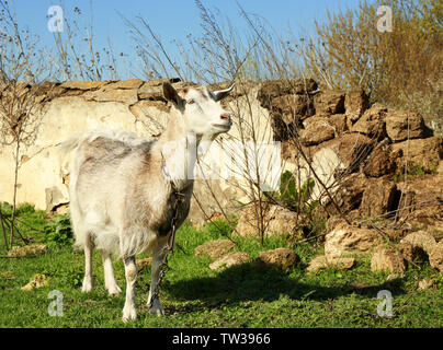 White goat grazing on green grass near old fence Stock Photo