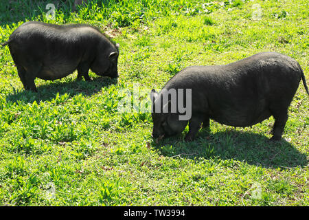 Cute pigs in enclosure on farm Stock Photo