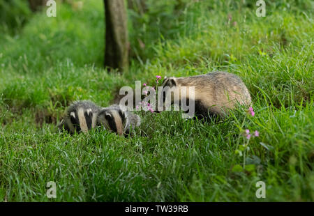 Badgers-Meles meles. Stock Photo