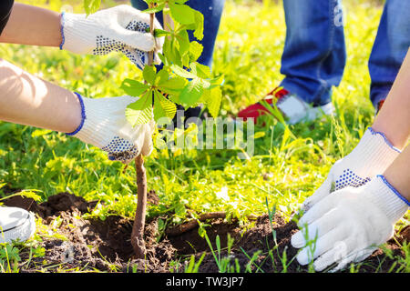Young volunteers planting tree in park Stock Photo