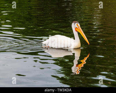 American White Pelican swimming in Sands Lake State Wildlife Area; Salida; Colorado; USA Stock Photo